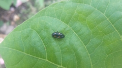 Glischrochilus hortensis