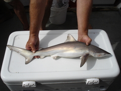 Carcharhinus brachyurus