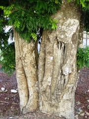 Lonchocarpus castilloi