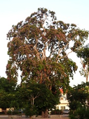 Lonchocarpus castilloi