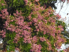 Lonchocarpus castilloi