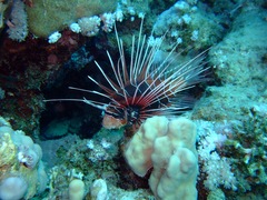 Pterois cincta