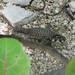 Leiocephalus carinatus granti - Photo (c) mottled_sculpin, algunos derechos reservados (CC BY-NC)