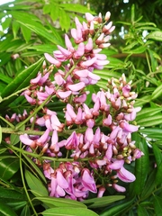 Lonchocarpus castilloi