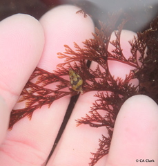 Microcladia borealis