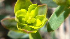 Euphorbia petrophila