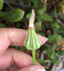 Urospermum picroides