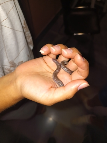 Central Iberian Worm Lizard, 03819 les Casetes del Salt, Alacant, Espanya, photo 7 of 10