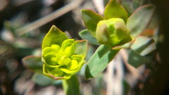 Euphorbia petrophila