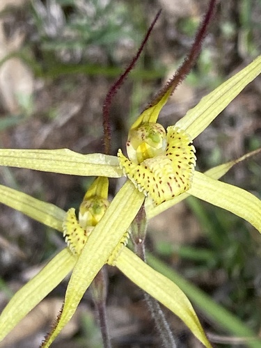 Image of Caladenia straminichila by (c) John Van Den Nouwelant, some rights reserved (CC BY)