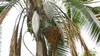 Pati Queen Palm - Photo (c) Alex Popovkin, some rights reserved (CC BY-NC-ND), uploaded by Alex Popovkin