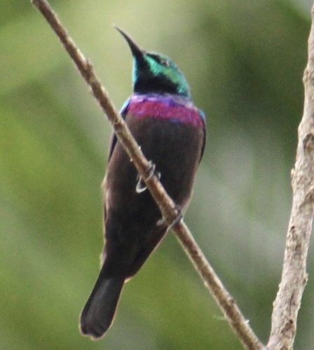 Purple-banded Sunbird (Cinnyris bifasciatus), photo 5