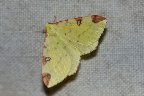 Brimstone moth