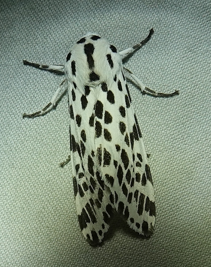 Many-spotted Tiger Moth
