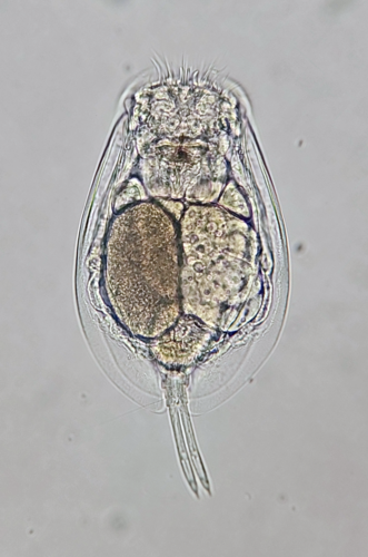 Euchlanis dilatata