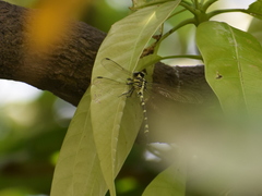 Macrogomphus montanus