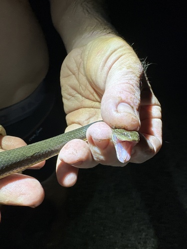 Macleay's Water Snake sighting