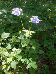 Aquilegia dumeticola