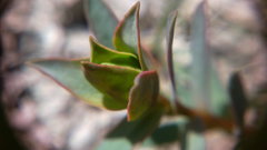 Euphorbia petrophila