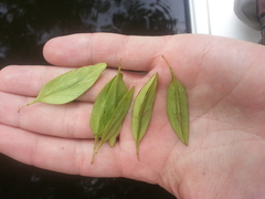 Fraxinus caroliniana