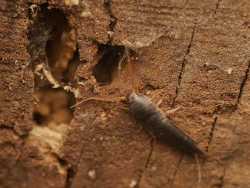 Silverfish