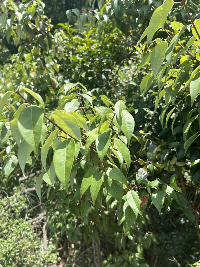 Acer lucidum (Acer lucidum)