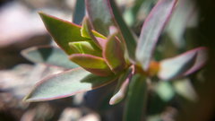 Euphorbia petrophila