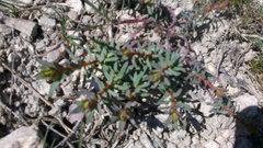 Euphorbia petrophila