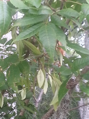 Fraxinus caroliniana