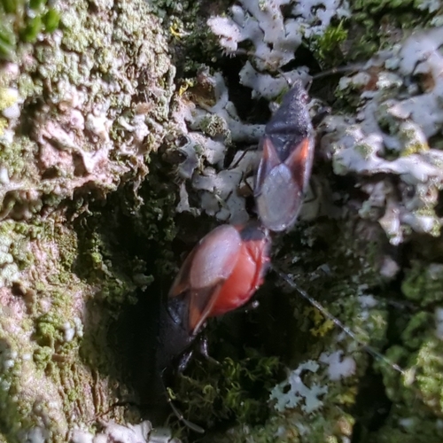 Lime seed bug, Rivierenwijk, Utrecht, Netherlands, photo 7 of 10