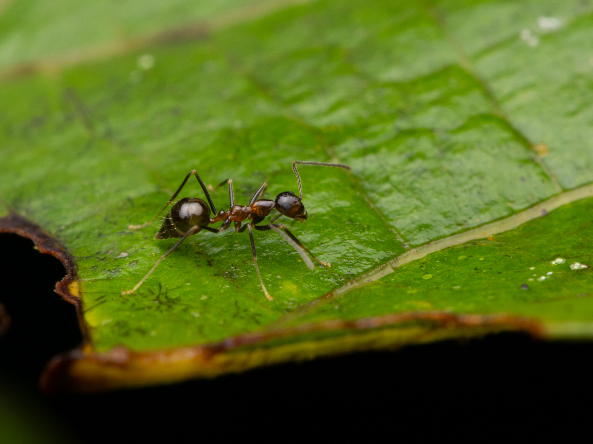 Prenolepis jerdoni