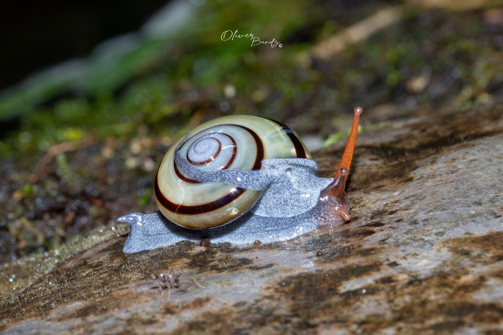 Vitrinula moluensis