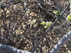 Phrynosoma coronatum