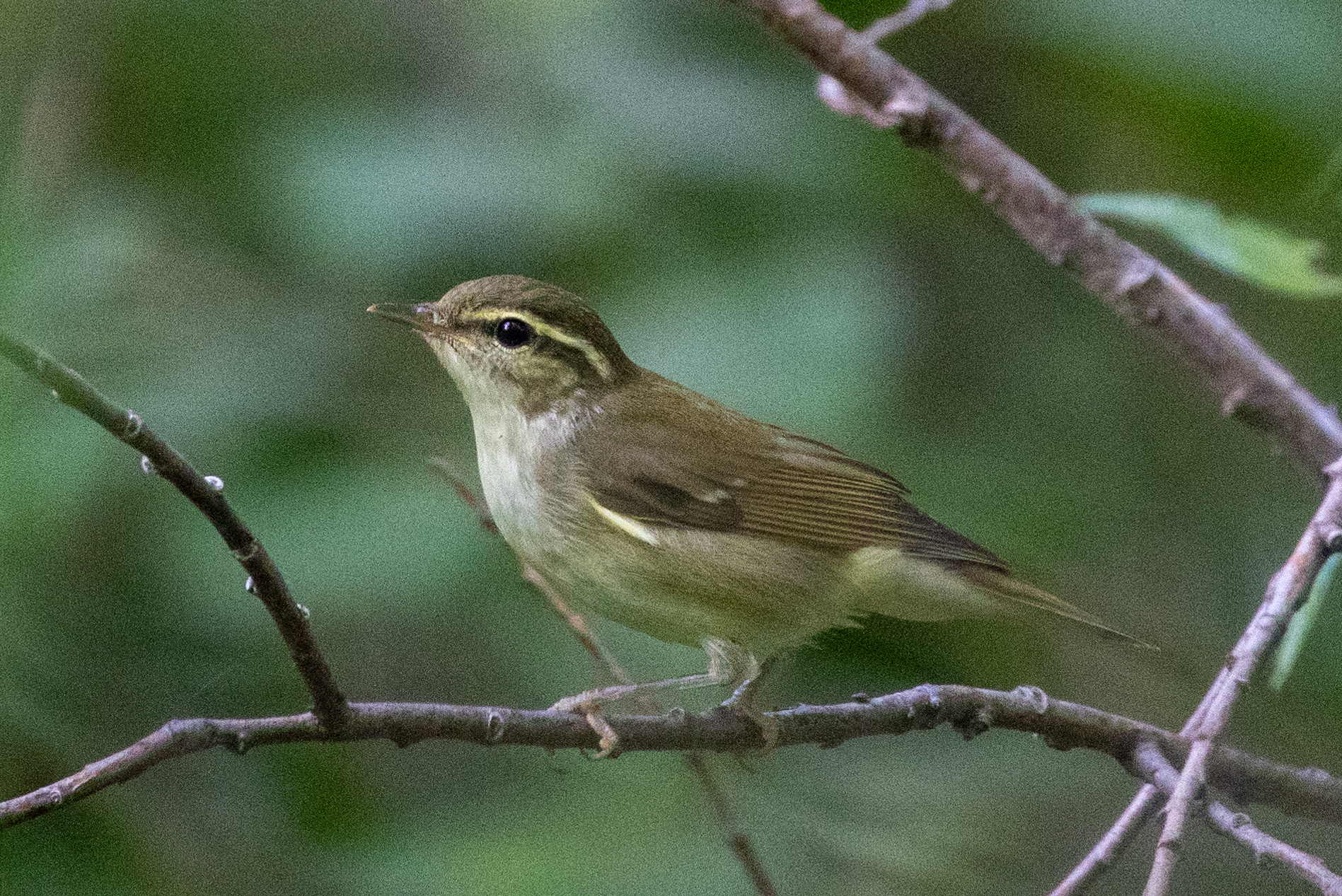 Kamchatka Leaf Warbler