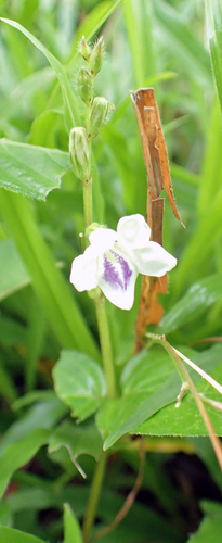 African Coromandel
