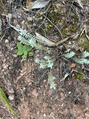 Monochasma savatieri