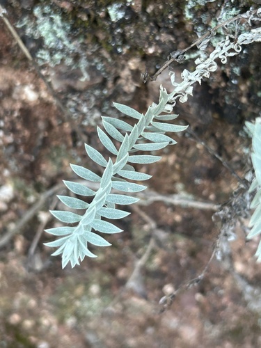 Monochasma savatieri, photograph 2