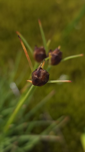 Borya scirpoidea (Borya scirpoidea)