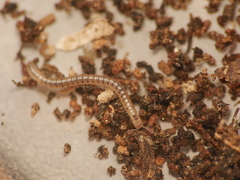 Blaniulidae
