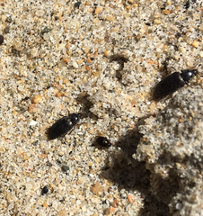 Dermestes