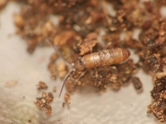 Tomocerus minor