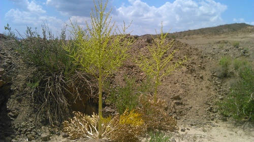 Ammoniac plant (Ferula ammoniacum)