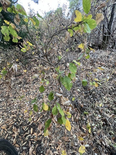 Western Leatherwood foliage