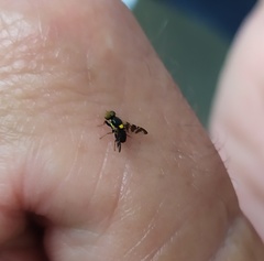 Rhagoletis cerasi