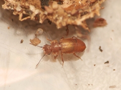 Metopsia similis