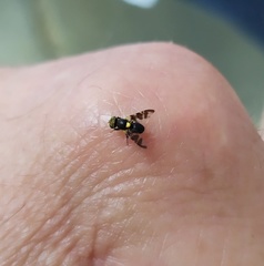 Rhagoletis cerasi