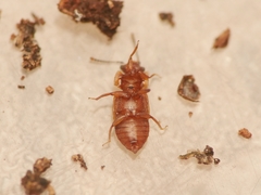 Metopsia similis