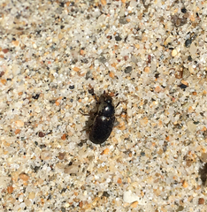 Dermestes