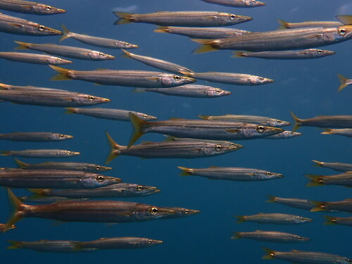 Red barracuda (Sphyraena pinguis) — Sphyraenidae