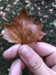 Platanus occidentalis